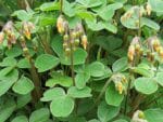Plants d'Oca du Pérou, Plants d'Oxalis tuberosa, Oxalis tubéreuse