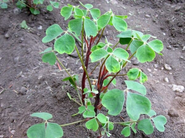 Plant d'Oxalis tuberosa, Plant d'Oca du Pérou, Truffette acide