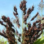 Graines de Sorgho Black Amber Cane, graines de Sorghum bicolor ‘Black Amber Cane’