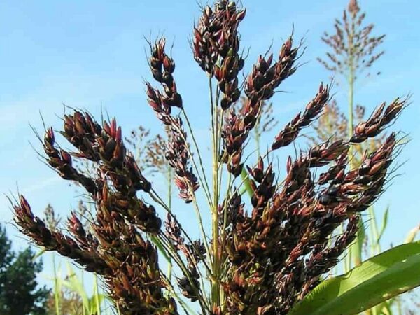Graines de Sorghum bicolor Black Amber Cane, graines de Sorgho Black Amber cane