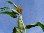 Graines de Sorgho Black Amber Cane, graines de Sorghum bicolor ‘Black Amber Cane’