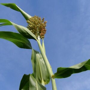 Graines de Sorgho Black Amber Cane, graines de Sorghum bicolor ‘Black Amber Cane’