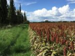 Graines de Sorgho Indian Red Popping, Graines de Sorghum bicolor ‘Indian Red Popping’