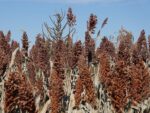 Graines de Sorgho Indian Red Popping, Graines de Sorghum bicolor ‘Indian Red Popping’