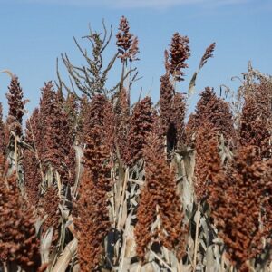 Graines de Sorgho Indian Red Popping, Graines de Sorghum bicolor ‘Indian Red Popping’