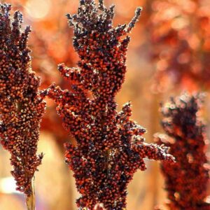 Graines de Sorgho Indian Red Popping, Graines de Sorghum bicolor ‘Indian Red Popping’