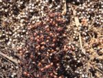 Graines de Sorgho Indian Red Popping, Graines de Sorghum bicolor ‘Indian Red Popping’