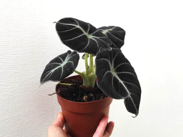 Plant Alocasia Black Velvet, plant Alocasia, plant Alocasia noir, plant oreille d'éléphant