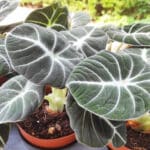 Plants Alocasia Black Velvet, plant Alocasia, plants Alocasia noir, plant oreille d'éléphant