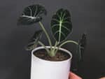 Plant alocasia reginula black velvet, plant alocasia black velvet, achat alocasia black velvet