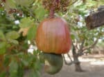 Graines de Cajou, Noix de Cajou à semer, graines anacardier, graines anacardium