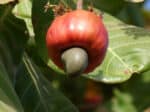 Graines de Cajou, Noix de Cajou à semer, graines anacardier, graines anacardium