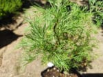 Artemisia abrotanum var. maritima - Feuillage de Plante cola - Plant d'Artémisia cola
