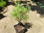 Artemisia abrotanum var. maritima - Plant d'Artémisia cola ou Plante Cola