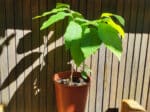Plant Asiminier, Plant Asimina triloba, Plant de Pawpaw
