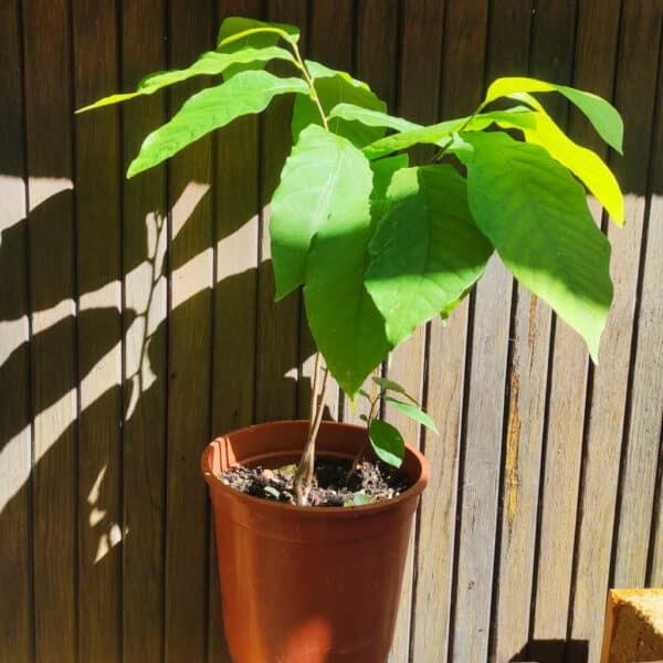 Graines De Fruit Asimina Triloba (Pawpaw) - Lot De 60 Graines Fraîches - Arbre Fruitier Exotique, Pour Jardin Ou Plantation - 12