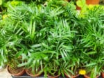 Plants Chamaedorea elegans - Plants en pot de Palmier nain d'intérieur