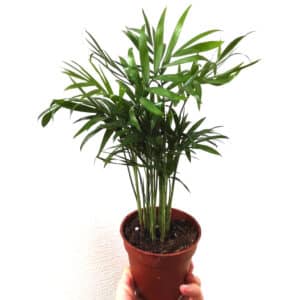 Plant Chamaedorea elegans - Plants en pot de Palmier nain d'intérieur