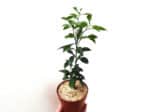 Plant de Yuzu, Plant Citronnier Yuzu, Plant Citrus junos