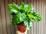 Plants café, plant caféier, plant coffea arabica
