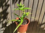 Plant de Papyrus, plant Cyperus papyrus, achat plant papyrus