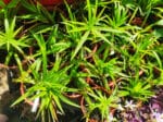 Plants de Papyrus, plants Cyperus papyrus, achat plants papyrus