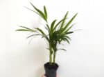 Plant de Dypsis lutescens, Plant Areca lutescens, plant palmier Areca