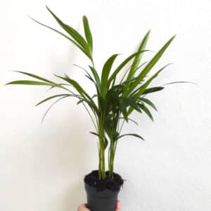 Plant de Dypsis lutescens, Plant Areca lutescens, plant palmier Areca