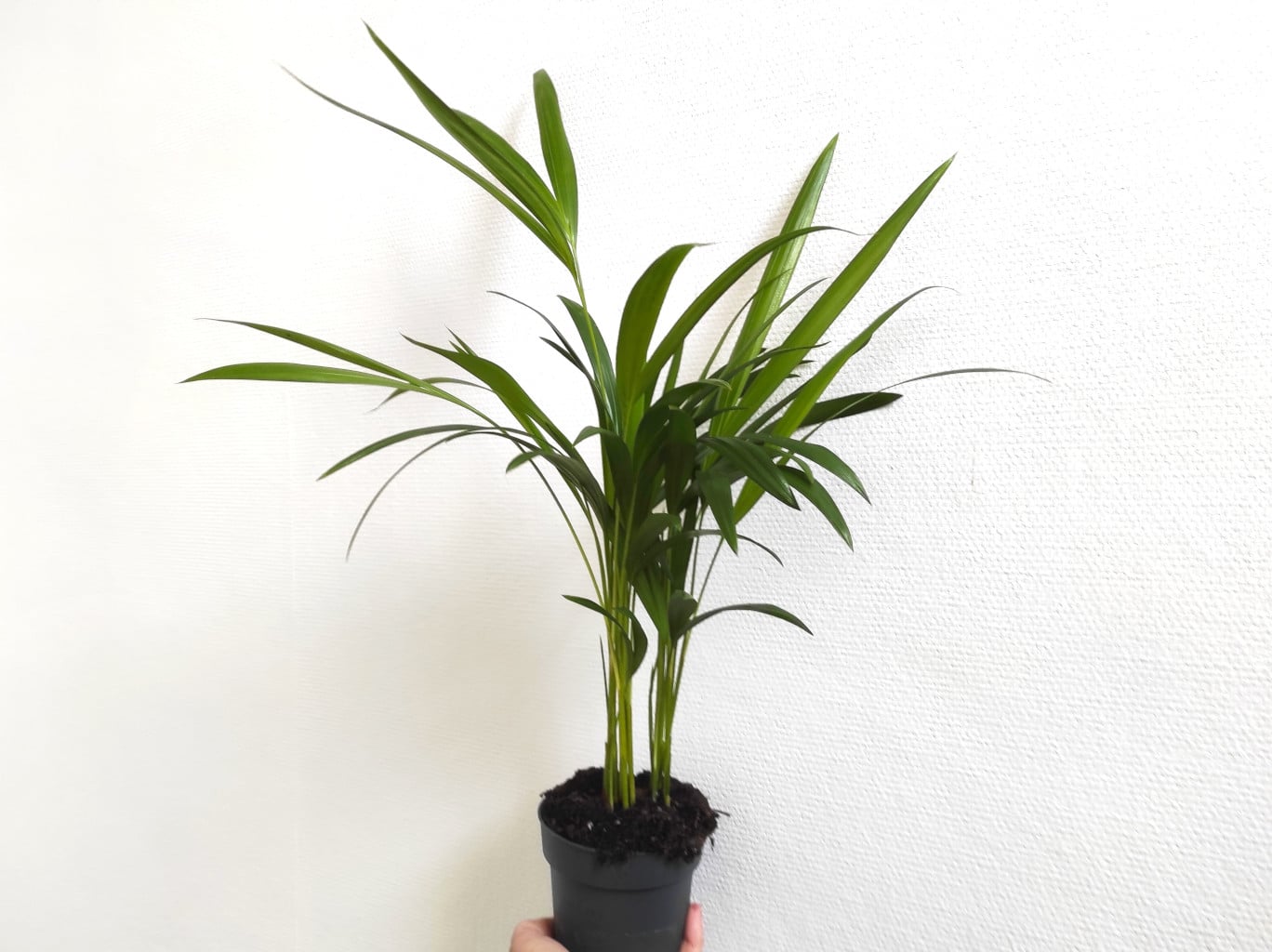 Palmier Areca (Dypsis Lutescens) - 140-150 Cm, Pot 24 Cm - Plante D'intérieur Dépolluante