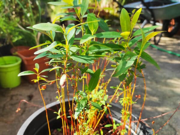 Plants d'Eucalyptus arc-en-ciel. en pot, Plants d'Eucalytpus deglupta