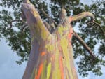 Plants Eucalyptus deglupta, plant gommier arc-en-ciel, plant eucalyptus arc-en-ciel