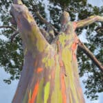 Plants Eucalyptus deglupta, plant gommier arc-en-ciel, plant eucalyptus arc-en-ciel