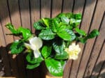 Plant Gardenia jasminoides, Plant Jasmin du Cap