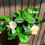 Plant Gardenia jasminoides, Plant Jasmin du Cap