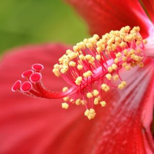 Graines Hibiscus coccineus, Graines Ketmie écarlate, Graines Hibiscus rouge