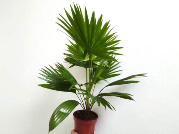 Plant Saribus rotundifolius, Plant Livistona robinsoniana, plant Livistona rotundifolia, Plant palmier éventail
