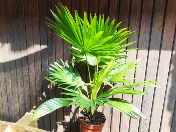 Plant Livistona robinsoniana, plant Livistona rotundifolia, Plant palmier éventail