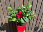 Plant de Dipladénia rouge, Plant Mandevilla rouge, plant de Dipladenia