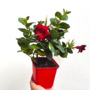 Plant de Dipladénia rouge, Plant Mandevilla rouge, plant de Dipladenia