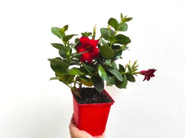 Plant de Dipladénia rouge, Plant Mandevilla rouge, plant de Dipladenia
