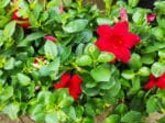 Plants de Dipladénia rouge, Plants Mandevilla rouge, plants de Dipladenia