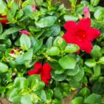Plants de Dipladénia rouge, Plants Mandevilla rouge, plants de Dipladenia