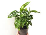 Plant Monstera adansonii, Monstera Monkey Mask plant, plant monstera