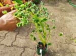 Plant Oca du Pérou, achat oca du Pérou, plant oxalis tuberosa, achat plant oxalis tuberosa