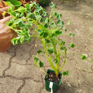 Plant Oca du Pérou, achat oca du Pérou, plant oxalis tuberosa, achat plant oxalis tuberosa