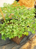 Piment aji charapita - plant en fructification