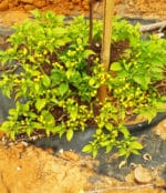 Piment Aji Charapita - Plant et fruits