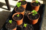 Semis de Piment Aji Charapita, piments péruviens