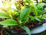 Plants de Consoude, Consoude en culture, Plants de Symphytum officinale