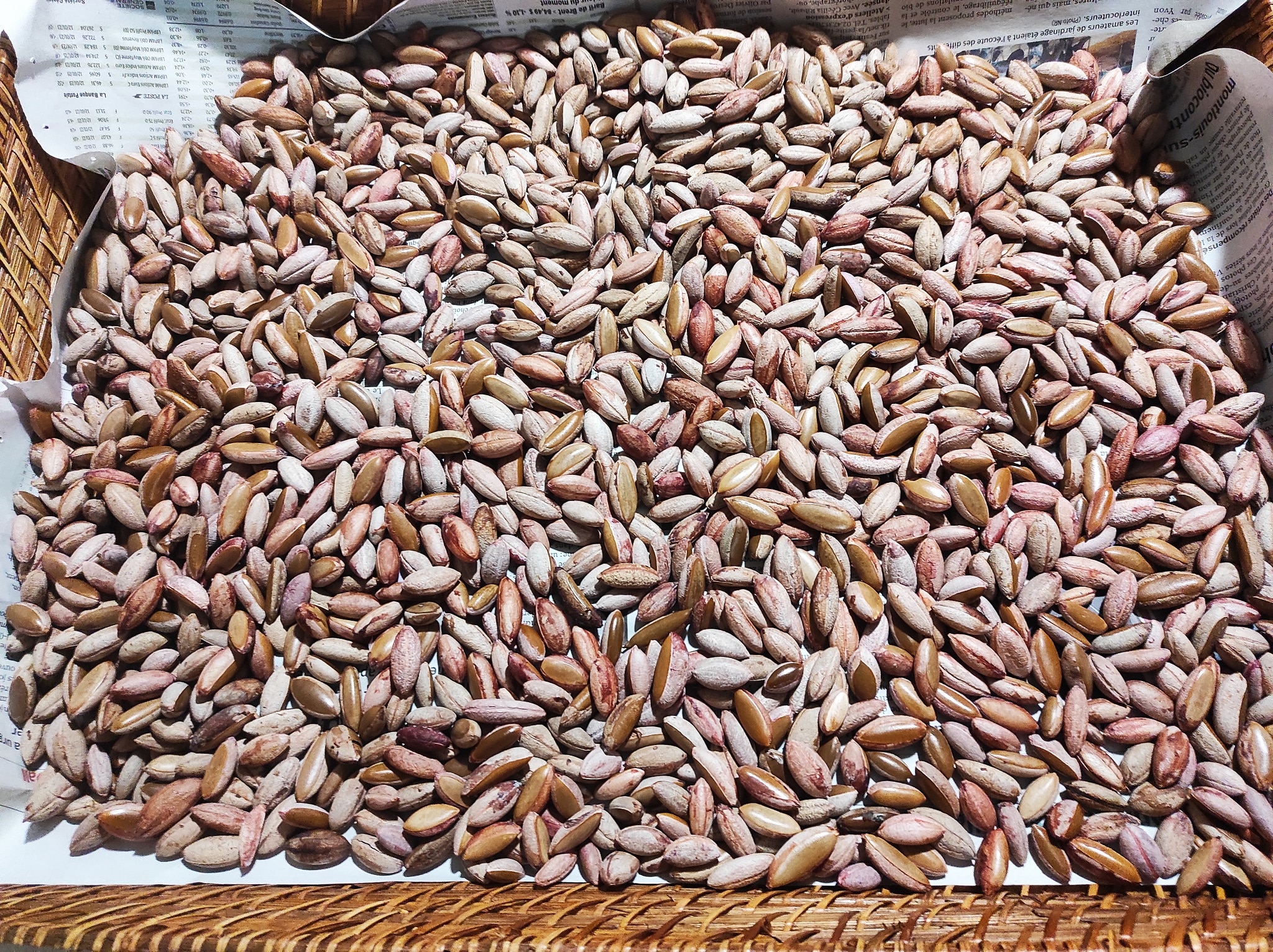 Graines pour Plantes Tropicales - Le Comptoir des graines